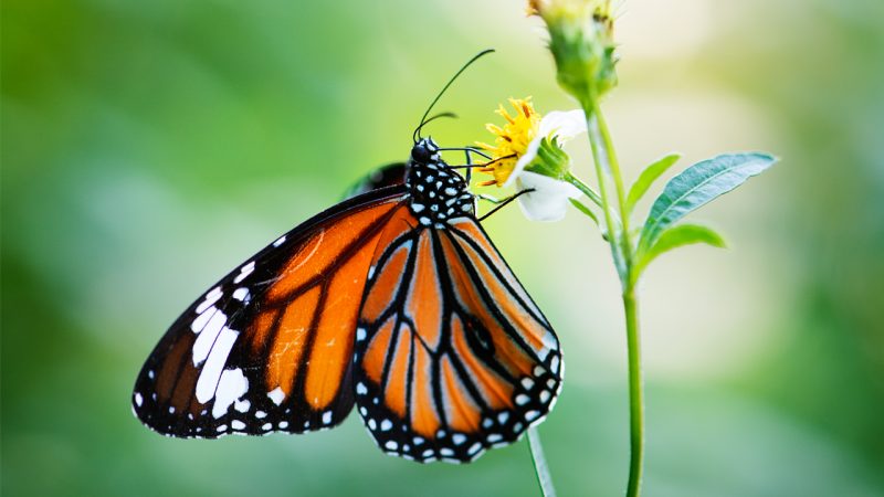 Butterfly is looking for best flower