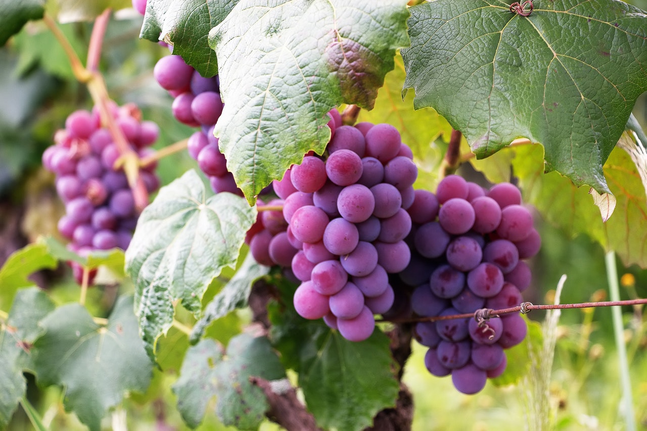 Purple grapes are growing well
